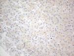 NPPB Antibody in Immunohistochemistry (Paraffin) (IHC (P))