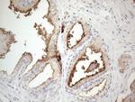 NPPB Antibody in Immunohistochemistry (Paraffin) (IHC (P))