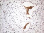 NPPB Antibody in Immunohistochemistry (Paraffin) (IHC (P))