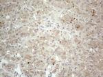 NPPB Antibody in Immunohistochemistry (Paraffin) (IHC (P))