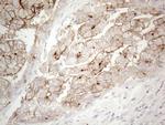 NPPB Antibody in Immunohistochemistry (Paraffin) (IHC (P))