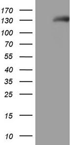 NPR1 Antibody in Western Blot (WB)