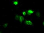 NPR3 Antibody in Immunocytochemistry (ICC/IF)