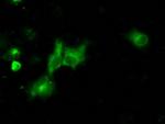 NPR3 Antibody in Immunocytochemistry (ICC/IF)