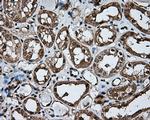 NPR3 Antibody in Immunohistochemistry (Paraffin) (IHC (P))