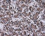 NPR3 Antibody in Immunohistochemistry (Paraffin) (IHC (P))