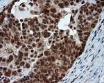 NPR3 Antibody in Immunohistochemistry (Paraffin) (IHC (P))