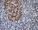 NPR3 Antibody in Immunohistochemistry (Paraffin) (IHC (P))