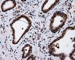 NPR3 Antibody in Immunohistochemistry (Paraffin) (IHC (P))