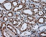 NPR3 Antibody in Immunohistochemistry (Paraffin) (IHC (P))