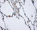 NPR3 Antibody in Immunohistochemistry (Paraffin) (IHC (P))