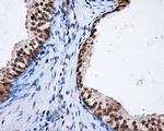 NPR3 Antibody in Immunohistochemistry (Paraffin) (IHC (P))