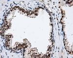 NPR3 Antibody in Immunohistochemistry (Paraffin) (IHC (P))