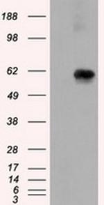 NPR3 Antibody in Western Blot (WB)