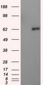 NPR3 Antibody in Western Blot (WB)