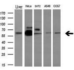 NPR3 Antibody in Western Blot (WB)