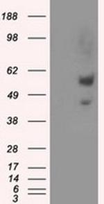 NPR3 Antibody in Western Blot (WB)