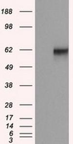 NPR3 Antibody in Western Blot (WB)