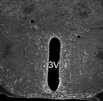 NPS Antibody in Immunohistochemistry (IHC)