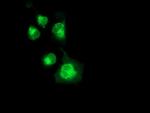 NPTN Antibody in Immunocytochemistry (ICC/IF)