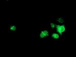 NPTN Antibody in Immunocytochemistry (ICC/IF)