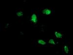 NPTN Antibody in Immunocytochemistry (ICC/IF)