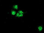 NPTN Antibody in Immunocytochemistry (ICC/IF)