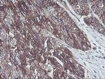 NPTN Antibody in Immunohistochemistry (Paraffin) (IHC (P))