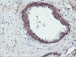 NPTN Antibody in Immunohistochemistry (Paraffin) (IHC (P))