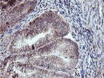 NPTN Antibody in Immunohistochemistry (Paraffin) (IHC (P))