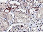 NPTN Antibody in Immunohistochemistry (Paraffin) (IHC (P))