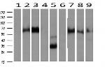 NPTN Antibody in Western Blot (WB)