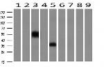 NPTN Antibody in Western Blot (WB)