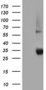 NPTN Antibody in Western Blot (WB)