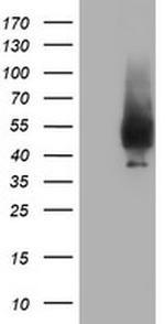 NPTN Antibody in Western Blot (WB)