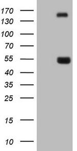 NPTX1 Antibody in Western Blot (WB)