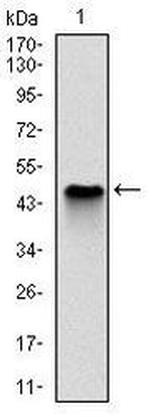 NQO1 Antibody in Western Blot (WB)