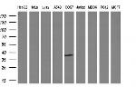 NR0B2 Antibody in Western Blot (WB)