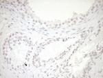 NR1H3 Antibody in Immunohistochemistry (Paraffin) (IHC (P))