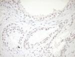 NR1H3 Antibody in Immunohistochemistry (Paraffin) (IHC (P))