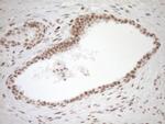 NR1H3 Antibody in Immunohistochemistry (Paraffin) (IHC (P))