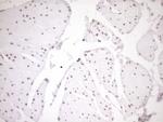 NR1H3 Antibody in Immunohistochemistry (Paraffin) (IHC (P))