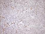 NR1H3 Antibody in Immunohistochemistry (Paraffin) (IHC (P))