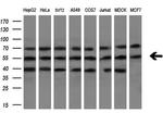 NR1H3 Antibody in Western Blot (WB)