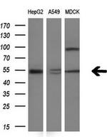 NR1H3 Antibody in Western Blot (WB)