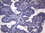 NR1H4 Antibody in Immunohistochemistry (Paraffin) (IHC (P))