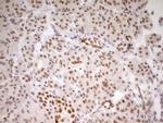 NR2C2 Antibody in Immunohistochemistry (Paraffin) (IHC (P))