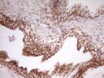 NR2C2 Antibody in Immunohistochemistry (Paraffin) (IHC (P))