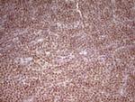 NR2C2 Antibody in Immunohistochemistry (Paraffin) (IHC (P))