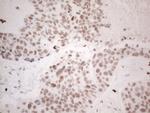 NR2C2 Antibody in Immunohistochemistry (Paraffin) (IHC (P))